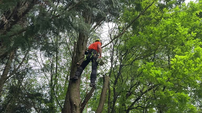 Best Weed Control  in Aptos, CA